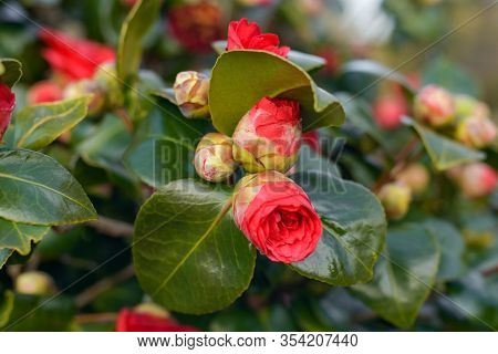 Pink Blooming Camellia Flowers And Buds In France