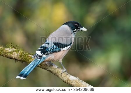 Black Headed Jay