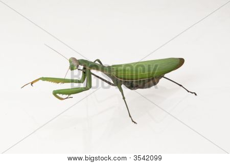 Mantid