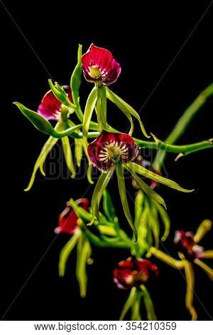 Red And Yellow Orchid Flowers On Black Background