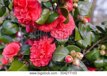 Pink Blooming Camellia Flowers And Buds In France