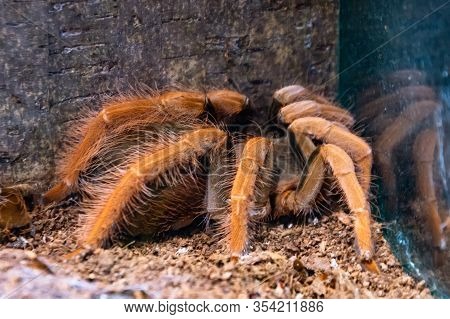 Pterinochilus Red Murinus Tarantula Spider Sits On The Ground