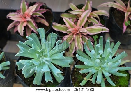 Echeveria Runyanii Topsy Turvy, A Mexican Hen And Chicks Succulents. A Small Globe Shaped Clustering