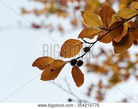 Beech Leaves And Beech Mast During Autumn