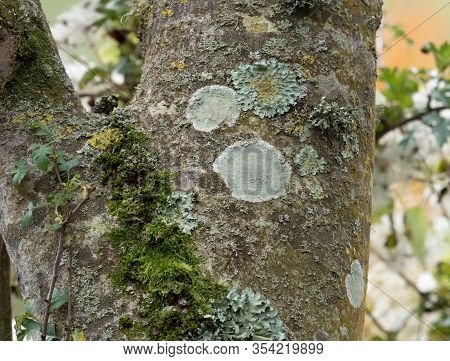 Green And Orange Lichens And Moss On Tree In Woodland, With Hawthorn Leaves.