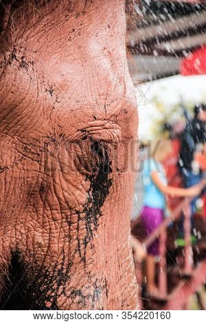 Sad, Crying Asian Elephant - Close Up. Looks Like A Rosa Elephant, Chained, Tourist Attraction In Th