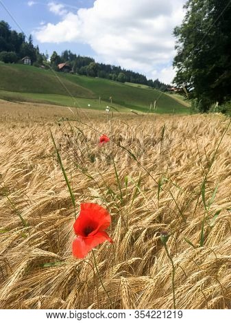Red Blooming Poppy In A Golden Wheat Field In Mid Summer.