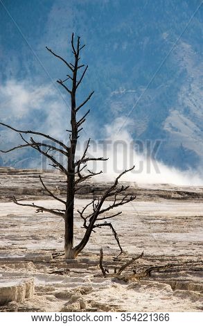 Dead Trees In Mammoth Hot Spring, Yellowstone National Park, Wyoming, United States