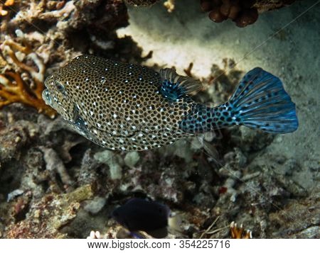 Underwater World - Arabian Boxfish Over The Coral Bottom.