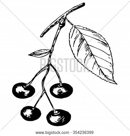Cherry Branch With Berries And Leaves, Black Outline Isolated On White Background, Stock Vector Illu