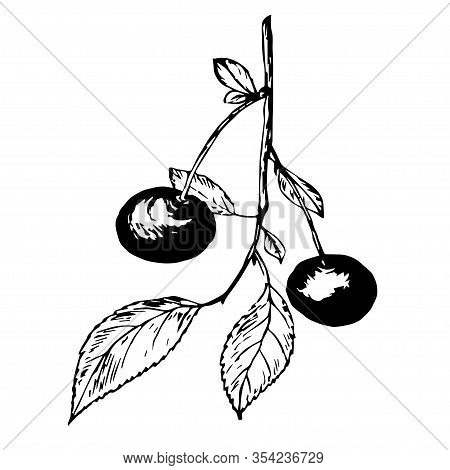 Drawing Cherry Branch With Leaves And Berries, Black Outline Isolated On White Background, Stock Vec