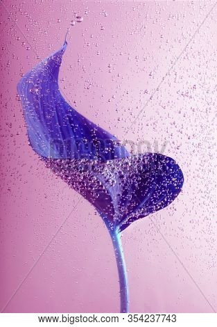 Violet laef with drops in pink water.