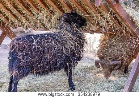 Black Ouessant Sheep (ewe) Is Eating The Hay. Ouessant Sheep Is One Of The Smallest Sheep In The Wor