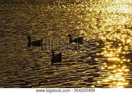 Ducks At Artificial Lake, Samborondon, Ecuador