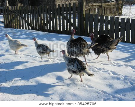 flight of turkey-cocks goes on a snow