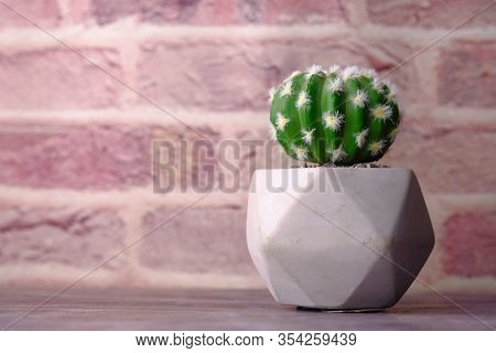Close Up Of Cattus Tree On Table Against A Wall