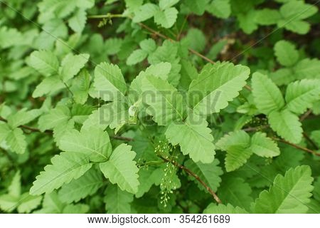Western Poison Oak Leaves Close Up For Plant Identification
