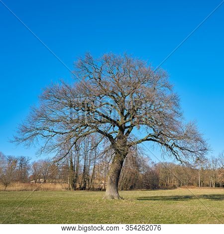 Old Oak Tree On A Meadow In The Village Flechtingen In Germany