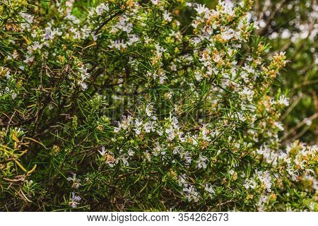 Wide Angle Shot Of A Blooming Rosemary Bush (salvia Rosmarinus) Growing In The Mediterranean Region