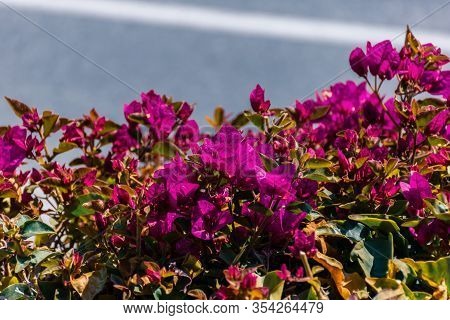 A Close-up Shot Of Bougainvillea Glabra, The Lesser Bougainvillea Or Paperflower, Magenta Flowers Un