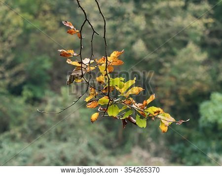 Beech Leaves On Tree Branch In Autumn.