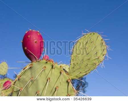 Plody opuncie