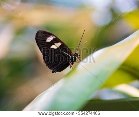 Small Butterfly With White Markings On A Leaf