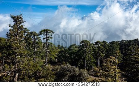 Lebanese Cedars In A Mountain Forest In The Central Part Of The Island Of Cyprus;