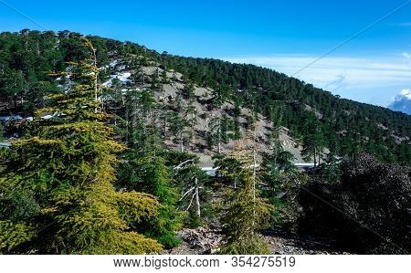 Asphalt Road Among Lebanese Cedars In A Mountain Forest In The Central Part Of The Island Of Cyprus;
