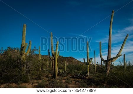 Various Huge Green Saguaro Cacti In Sonora Desert Near Tucson , Arizona. Sunny Day, No People In Sag