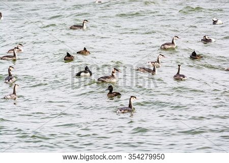 Bird Population In Ijsselmeer Near Den Oever In Netherlands In Winter