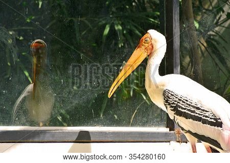 Bangkok, Th - Dec 13: Stork At Dusit Zoo On December 13, 2016 In Khao Din Park, Bangkok, Thailand. D