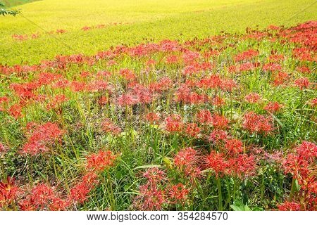 Red Spider Lily Flower Field In Front Of Yellow Rice Field