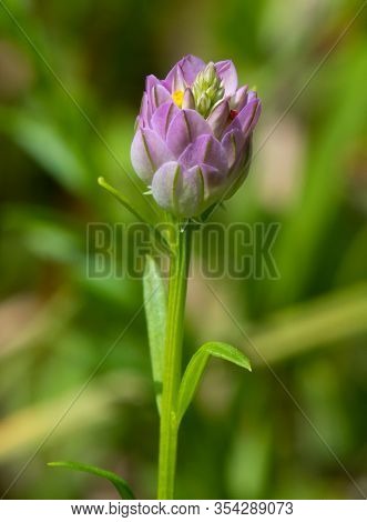 Closeup Of A Beautiful Pink Field Milkwort (polygala Sanguinea) Flower Blossom