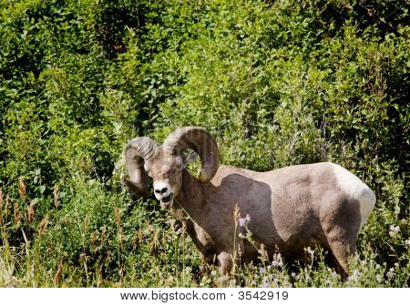 Owiec Bighorn