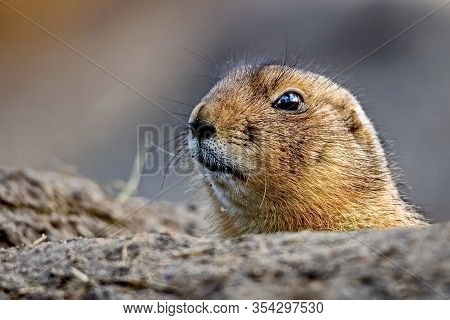 The Marmot  (lat. Marmota Camtschatica) Looked Out Of The Nora To Look Around. Closeup. Wild Nature.