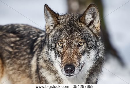 Wolf, Or Gray Wolf, Or Ordinary Wolf (lat. Canis Lupus). Wolf - One Of The Largest Modern Animals In