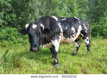 Rohatý černá a bílá skvrnitá kráva