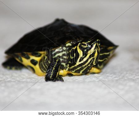 A Close Up Of A Yellow Bellied Slider