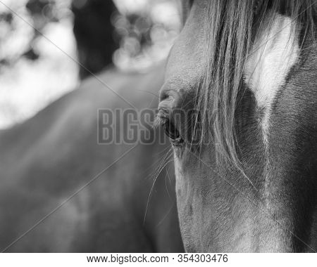 Black And White Close Up Of A Horses Eye