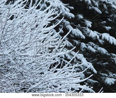 Snow Covered Tree Branches In The Winter