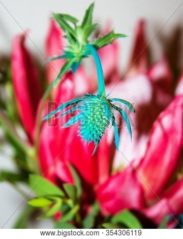 Beautiful Tropical Green And Pink Flower, Close Up