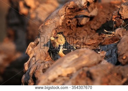 The Crested Barbet (trachyphonus Vaillantii) Sitting On The Branch With Golden Yellow Background. Bi