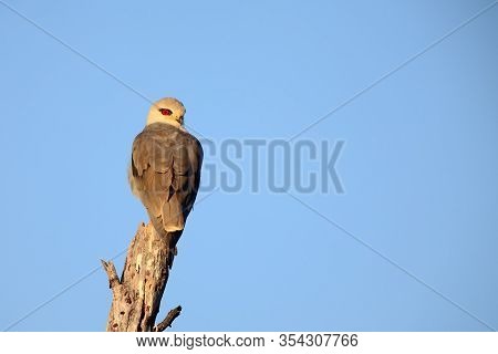 The Black-winged Kite (elanus Caeruleus), Also Known As The Black-shouldered Kite Sitting On The Bra