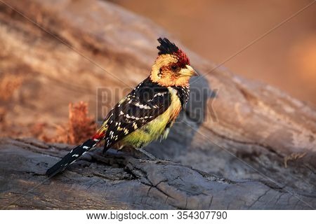The Crested Barbet (trachyphonus Vaillantii) Sitting On The Branch With Golden Yellow Background. Bi