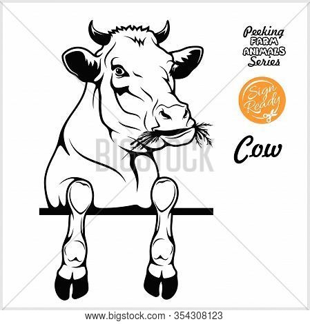 Peeking Cow - Cheerful Cow Peeking Out - Face Head Isolated On White - Vector Stock