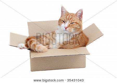 Расслабляющий мило Tomcat в коробке