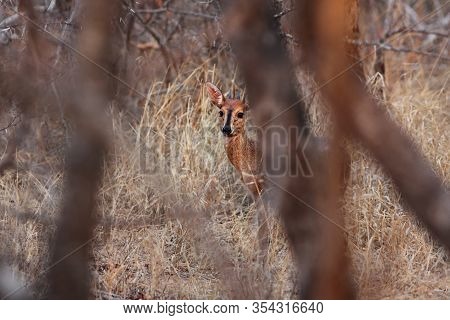 The Common Duiker (sylvicapra Grimmia), Also Known As The Grey Or Bush Duiker Is Hidden In Trees And