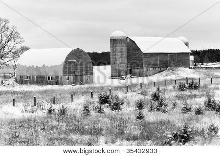Winter Barns In Black And White