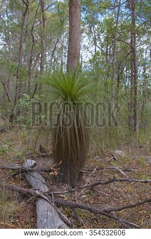 View Of A Beautiful Grass Tree (xanthorrhoea) Spotted At The Toohey Forest Park In Brisbane. This Pl